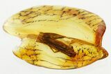 Detailed Fossil Caddisfly (Trichoptera) In Baltic Amber #346613-1